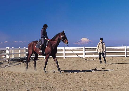 Creer Miura Horse Riding Club